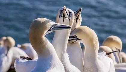 Kaiyun 开云体育官网-湖南张家界:云端竞速!天门山绝壁天梯上演“空中马拉松”