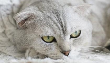 开云体育-字母哥狂砍37+10阿夫迪亚22分 希腊晋级八强