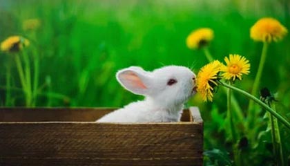 app下载-FIBA分享新西兰队赛场片段:中国U16男篮半决赛的对手